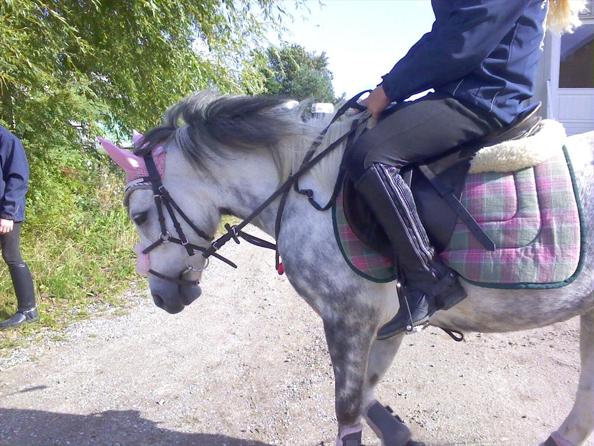 Anden særlig race Pink Lady <3 savnet   billede 18
