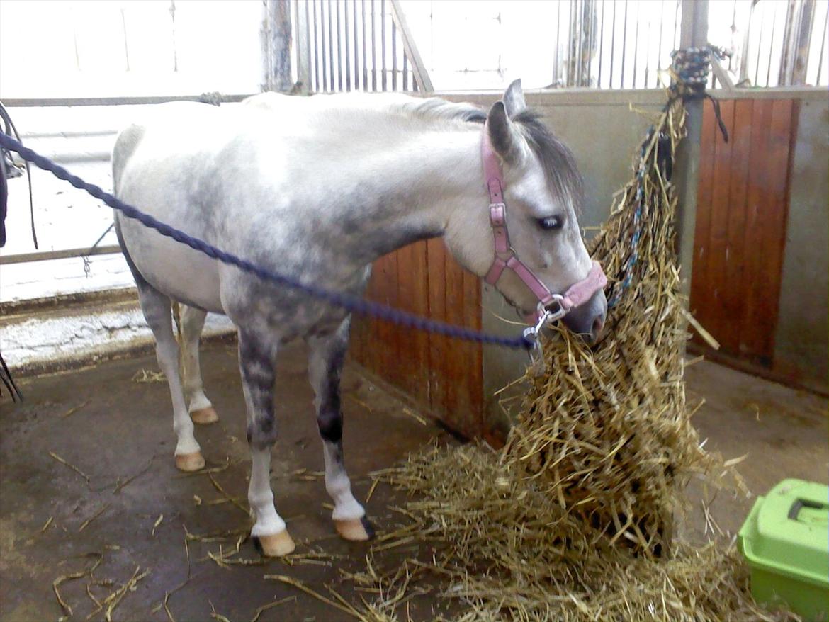 Anden særlig race Pink Lady <3 savnet   billede 20
