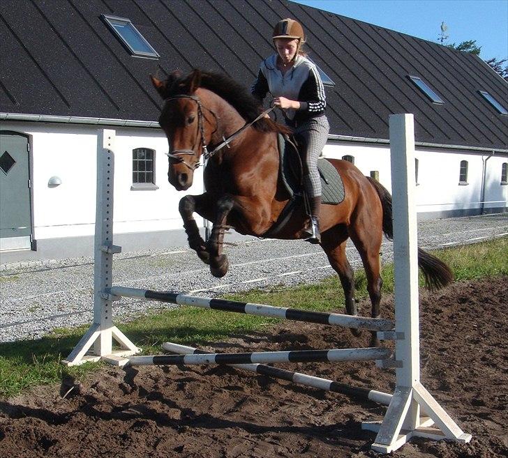 Pinto Nyøstergaards Malou billede 12