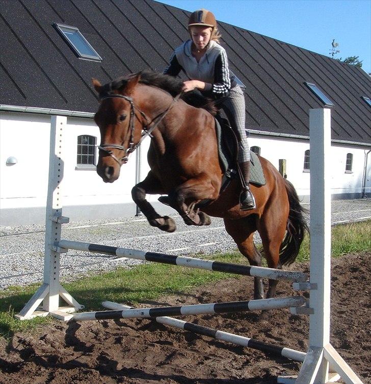 Pinto Nyøstergaards Malou billede 13