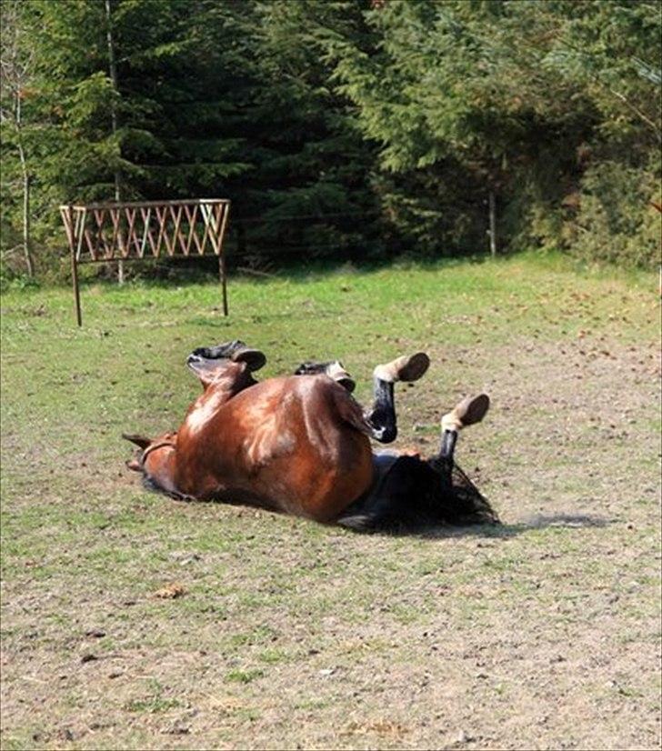 Anden særlig race La Estralja De Maikon (Lucky) passede solgt og sav - rulle rulle!:-) billede 18