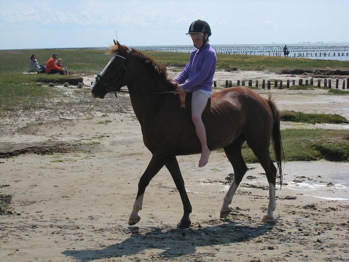 Welsh Pony af Cob-type (sec C) Rifka - På Mandø ved en strand...hun var helt fantastisk<3 billede 5