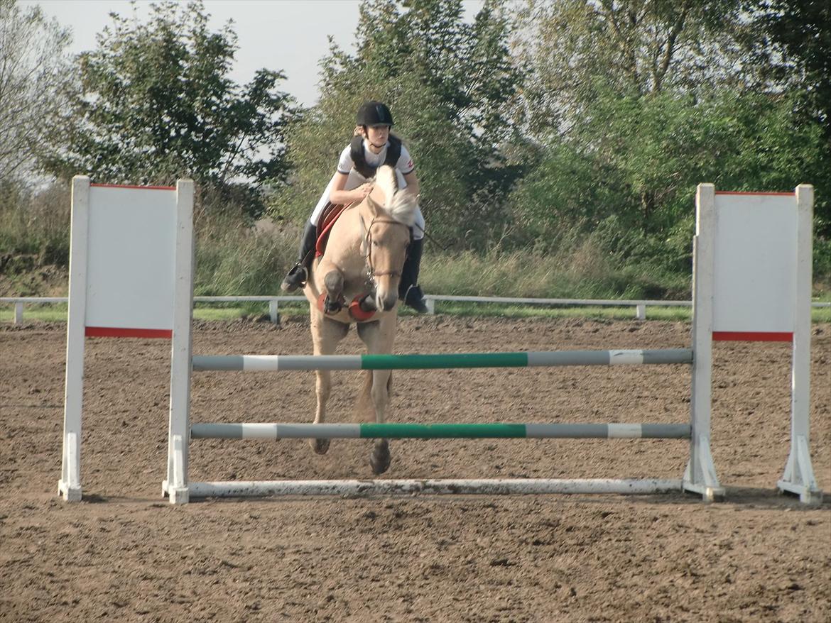 Fjordhest Emir Stanstorp (SOLGT) - 
-Opvarmning til Lc!!! :D I Ørsted <3 billede 10