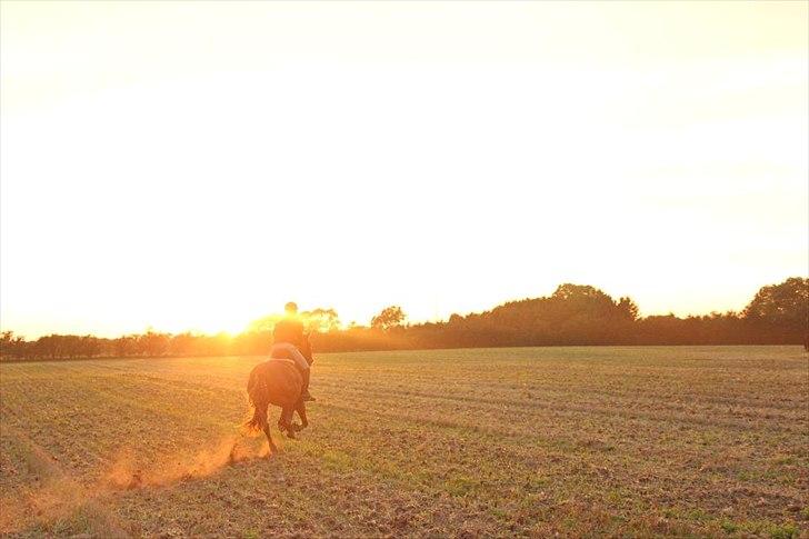 Frederiksborg Stald Wester's Montana - Rider mod solen! :-* billede 26