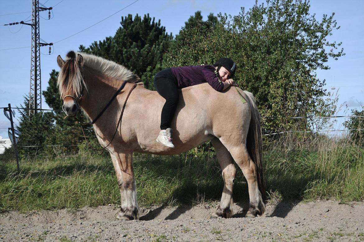 Fjordhest Mastrup Ally  - Mig og Ally på banen 27/9-11 Foto: Mille Andersen billede 2
