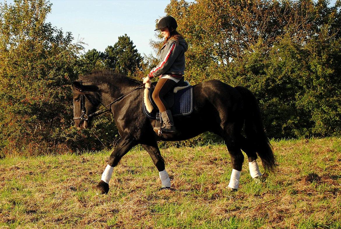 Irish Cob Sir Tonga | x - Part - Foto : Eva | Haps, en lækker hest :) 
Sorry kvaliteten, Eva er ikk den bedste med et Kamera  :D  billede 17