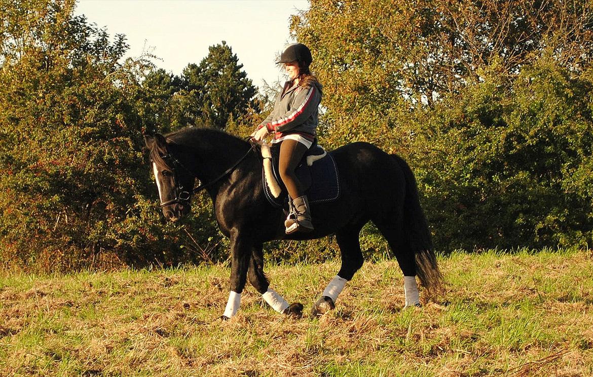 Irish Cob Sir Tonga | x - Part - Foto : Eva | UFF.. hvis han nu bare ville gå sådan hver gang man red noget dressur - så ville vi være klar til stævner:p 
Sorry kvaliteten, Eva er ikk den bedste med et Kamera  :D  billede 7