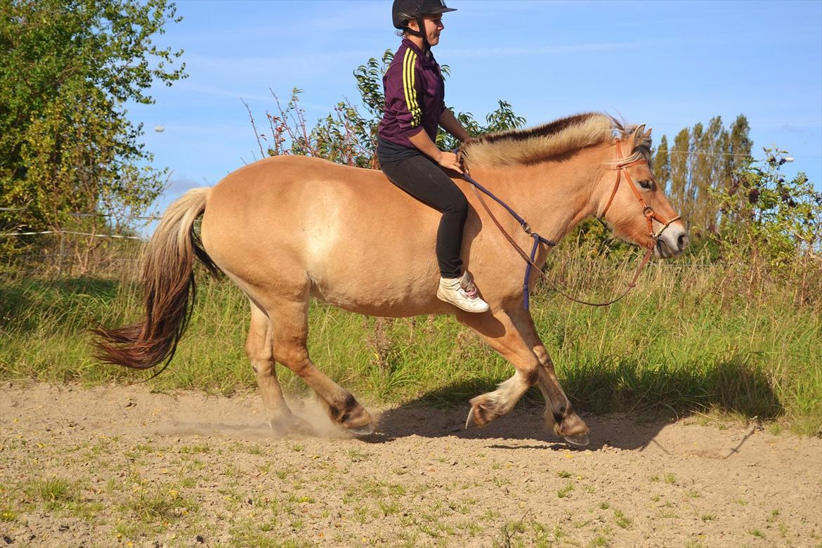 Fjordhest Mastrup Ally  - Mig og Ally galop i cordeo 27/9-11 Foto: Mille Andersen billede 18