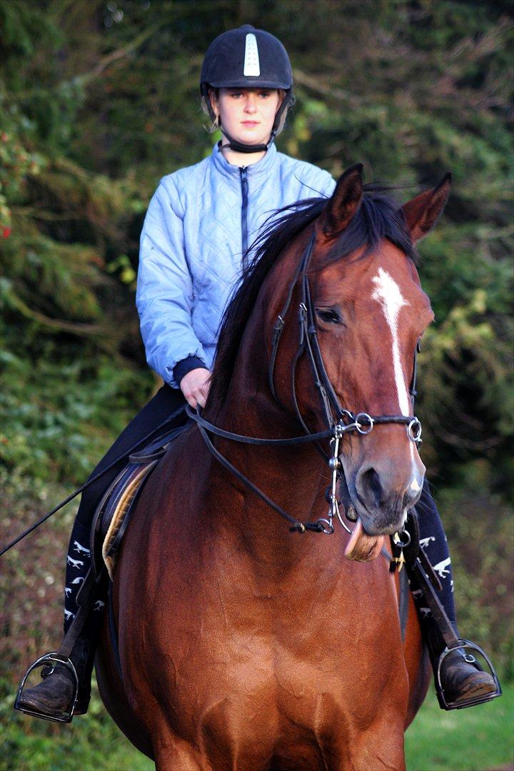 Dansk Varmblod Akeleje<3 With a heart of gold<3 billede 3