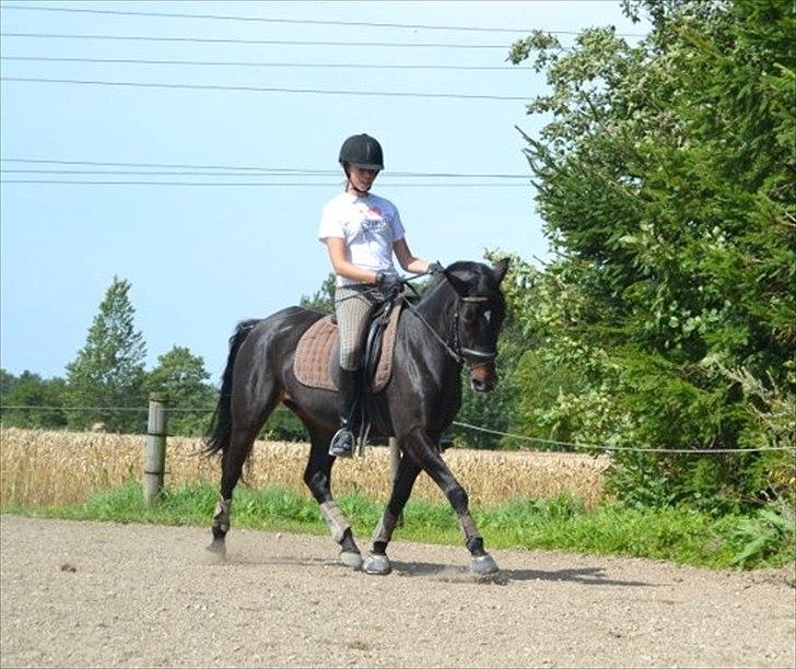 Anden særlig race Natasja (Tusja) - Sommerferien 2011 - ridelejr med pigerne i Rødbylund :-)  billede 9