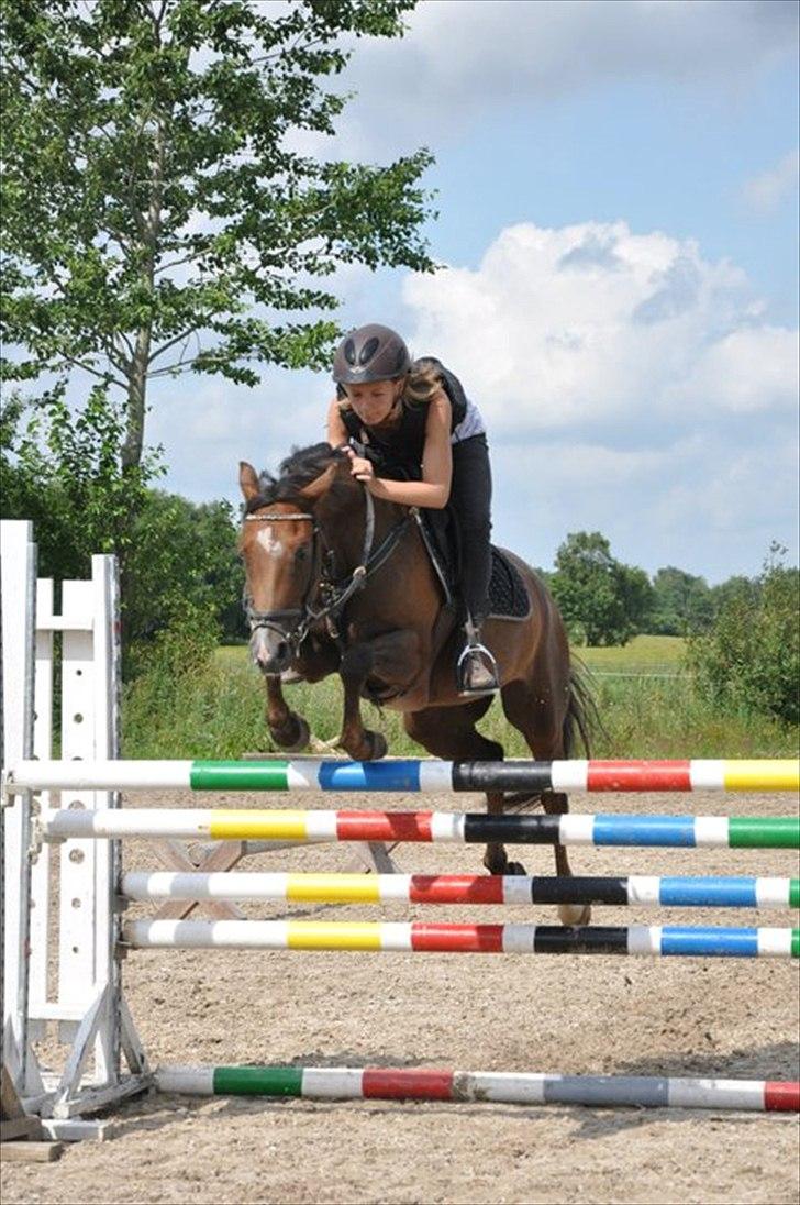 Welsh Pony (sec B) Jedidjan Claudius - Mig og JC billede 8