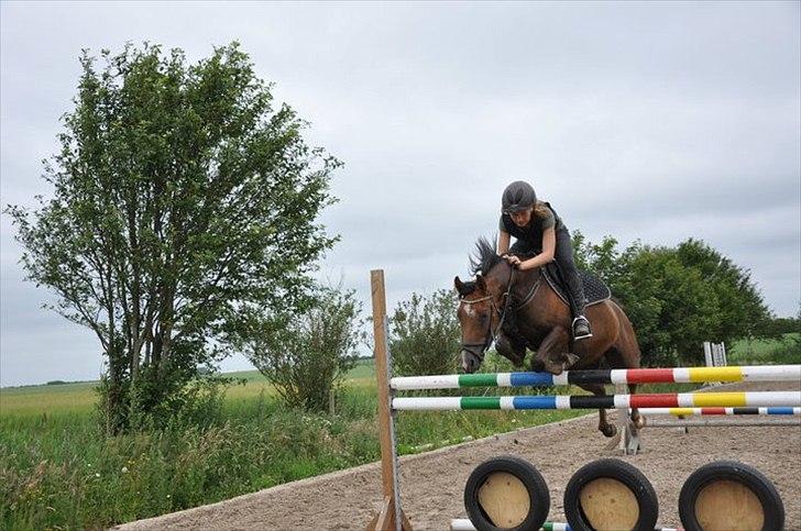 Welsh Pony (sec B) Jedidjan Claudius - Noget af det højeste vi har sprunget sammen ;* billede 10