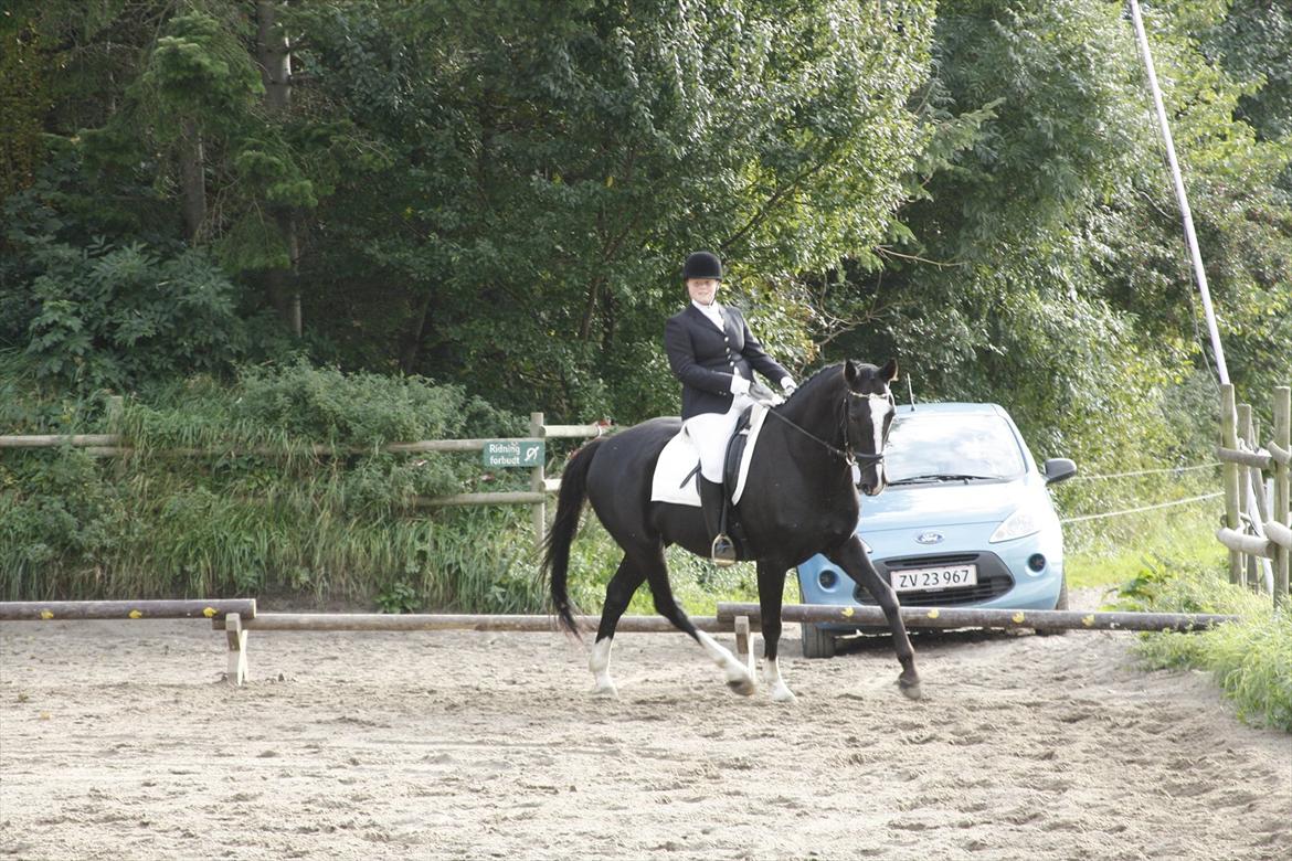 Dansk Varmblod Martinique - stævne d. 24/9-2011
Foto: www.lcs-foto.dk billede 5