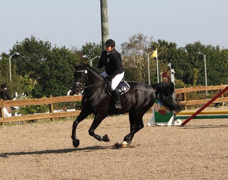 Anden særlig race Charmeur billede 8