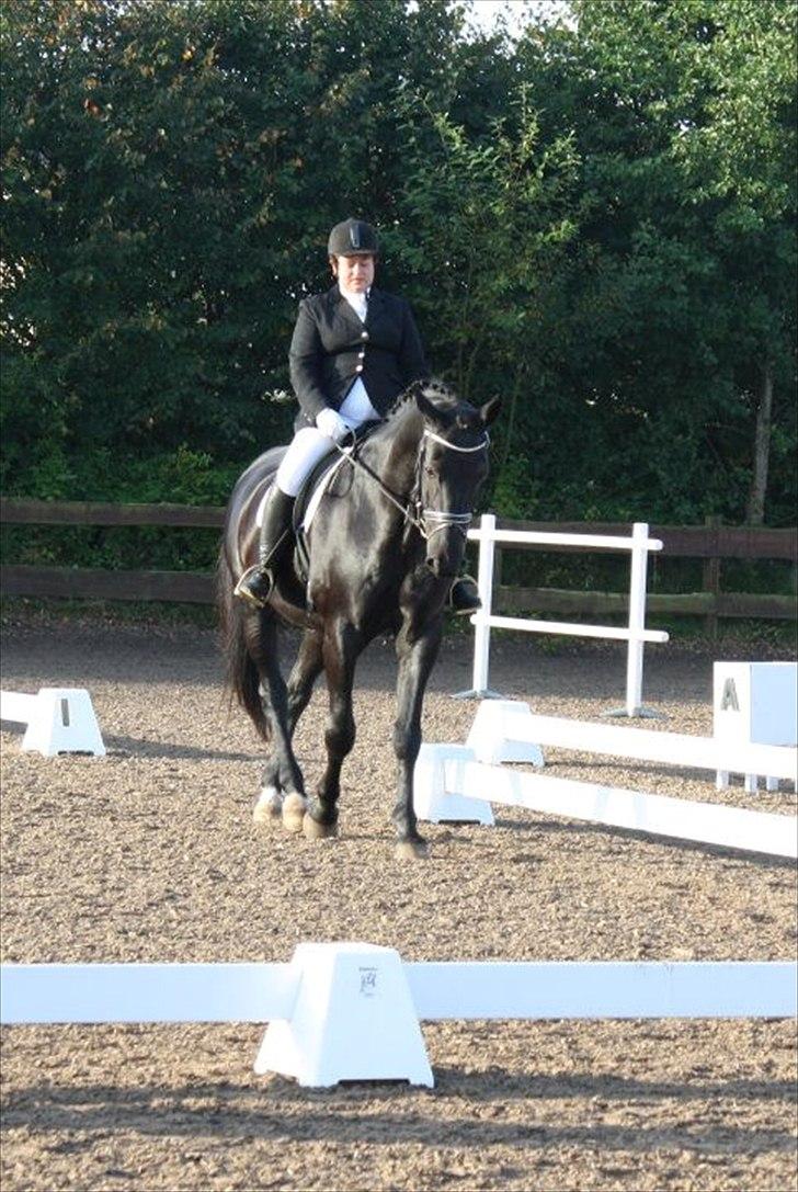 Anden særlig race Charmeur billede 10