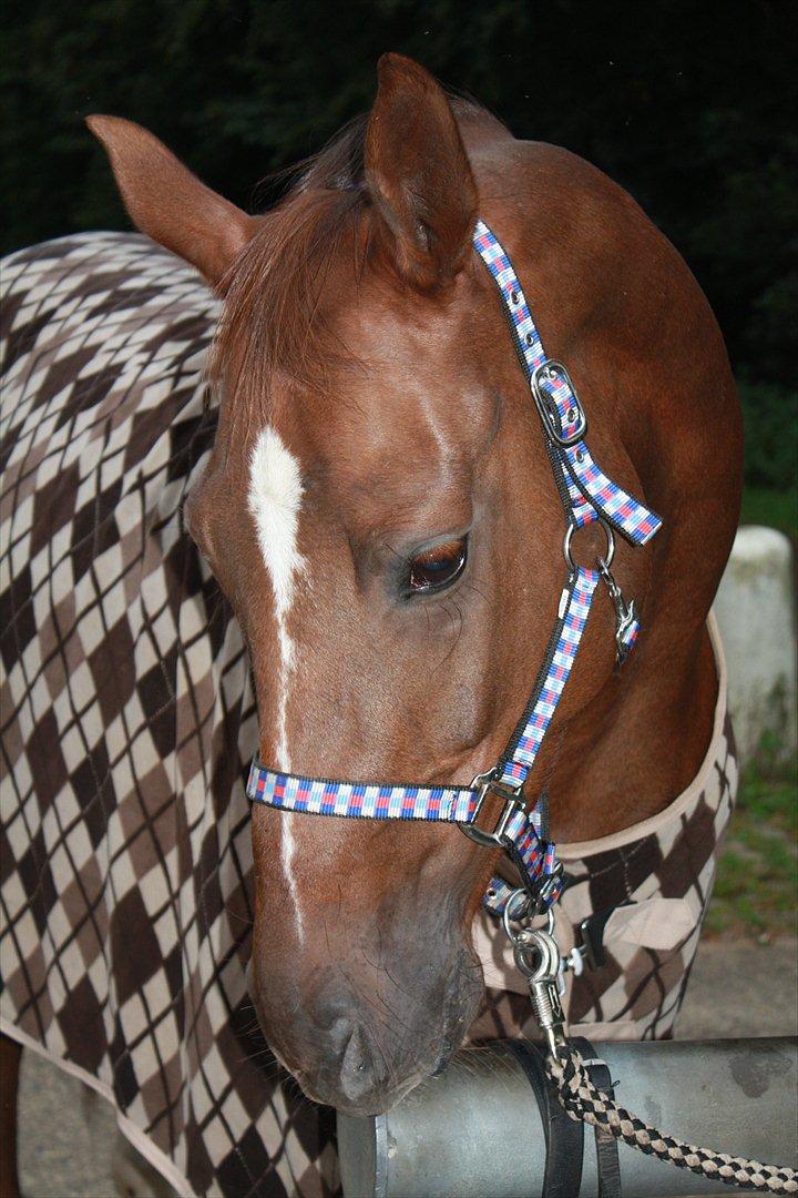 Dansk Varmblod Nørremøllehøjs Daisy  billede 8