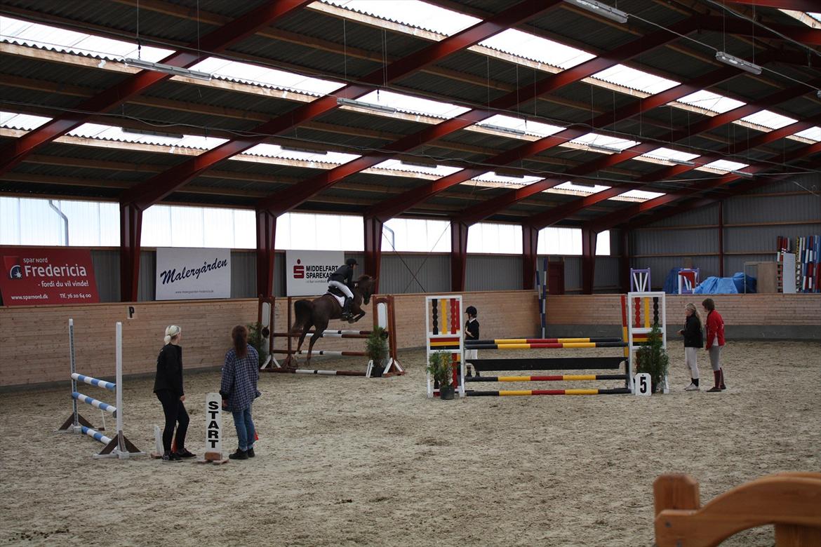 Dansk Varmblod Nørremøllehøjs Daisy  billede 9