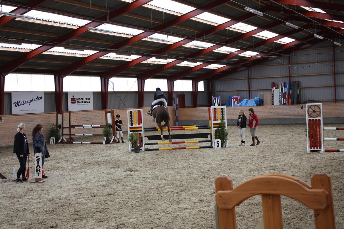 Dansk Varmblod Nørremøllehøjs Daisy  billede 10