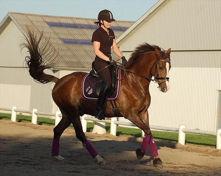 DSP Brage Stengaard - Dressurtræning september 2011.

Foto: Cindy Faber billede 9