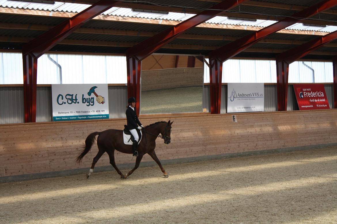 Dansk Varmblod Nørremøllehøjs Daisy  billede 11