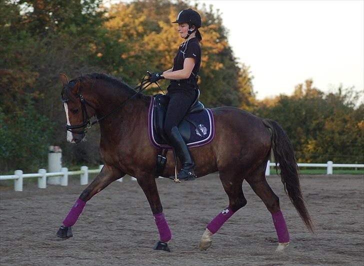 DSP Brage Stengaard - Dressurtræning september 2011.

Foto: Cindy Faber billede 12