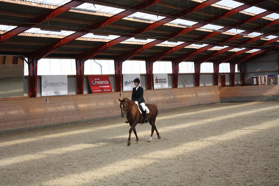 Dansk Varmblod Nørremøllehøjs Daisy  billede 12