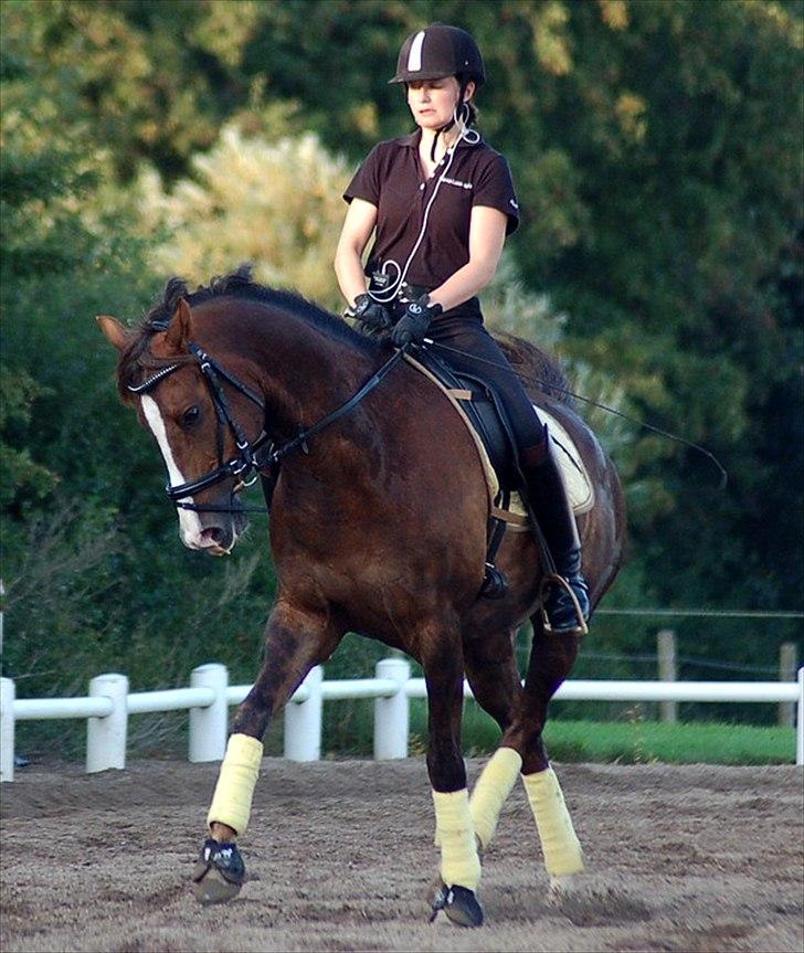 DSP Brage Stengaard - Dressurtræning august 2011.

Foto: Cindy Faber billede 16