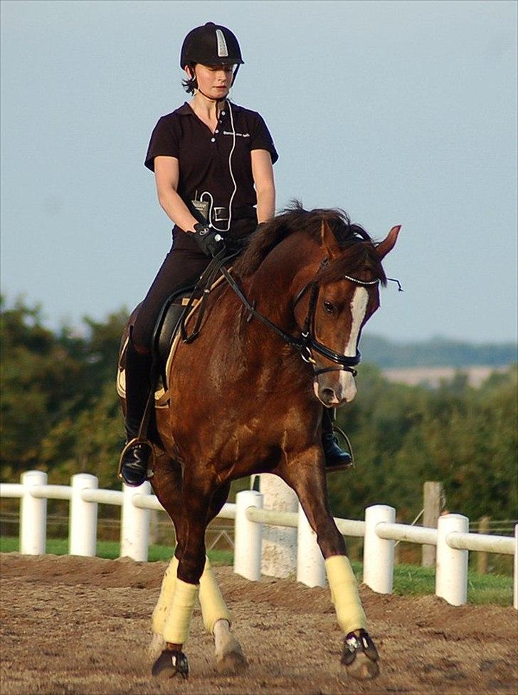 DSP Brage Stengaard - Dressurtræning august 2011.

Foto: Cindy Faber billede 17