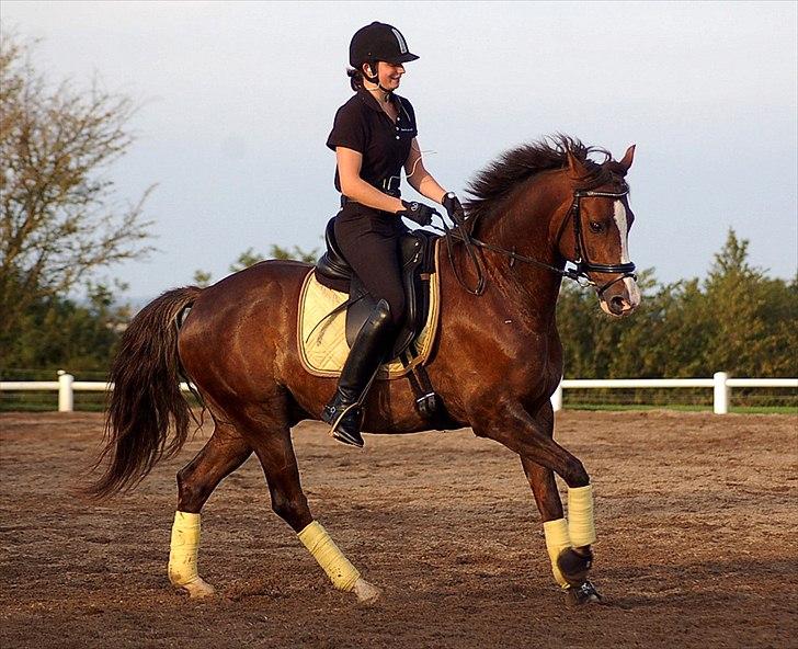 DSP Brage Stengaard - Dressurtræning august 2011.

Foto: Cindy Faber billede 19