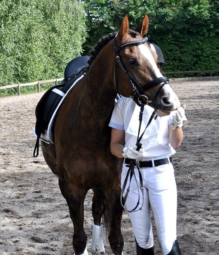 DSP Brage Stengaard - Dressurtræning august 2011.

Foto: Cindy Faber billede 20