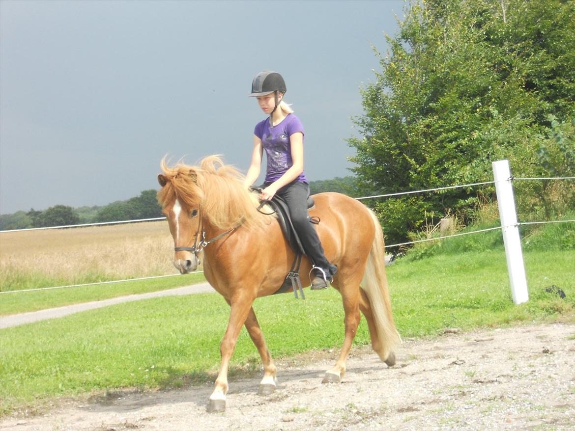 Islænder .:Gaski Fra Stokbro:. .:Perlen: *Mors* - 

Foto: Jannie Hansen billede 5