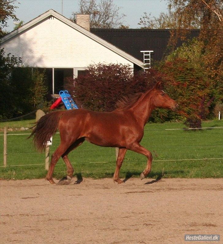 Dansk Varmblod Schou's Lucca billede 4