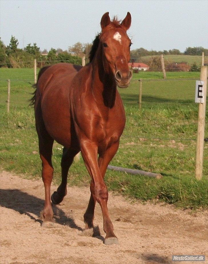 Dansk Varmblod Schou's Lucca billede 2