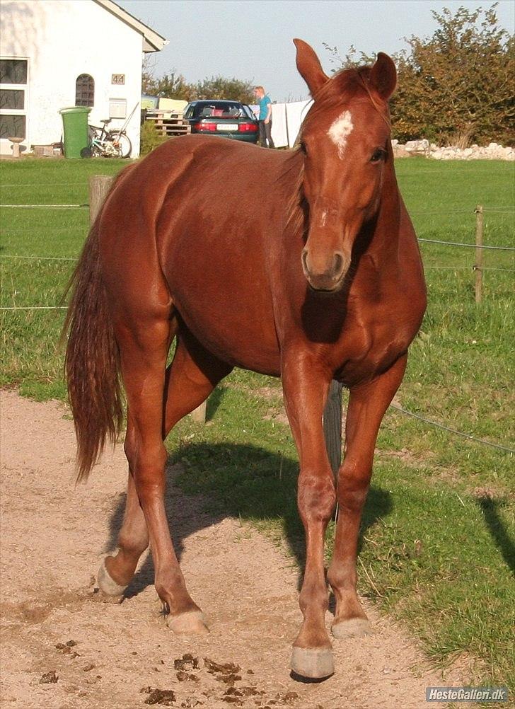 Dansk Varmblod Schou's Lucca billede 1