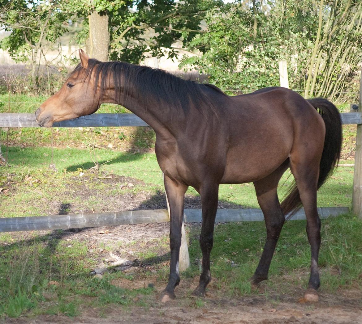 Arabisk fuldblod (OX) KA Wamarg OX  *SOLGT* billede 2