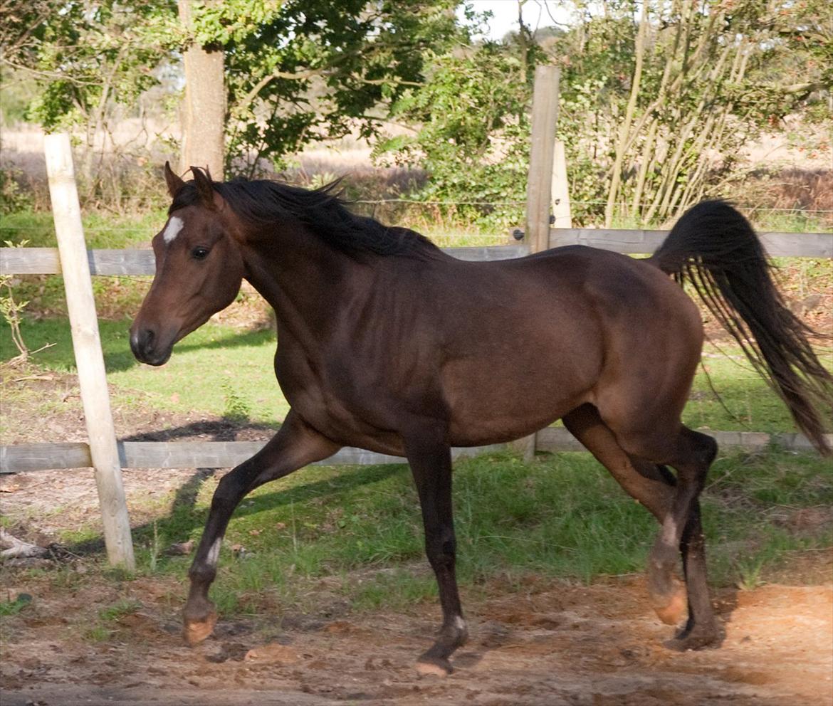 Arabisk fuldblod (OX) KA Wamarg OX  *SOLGT* billede 3