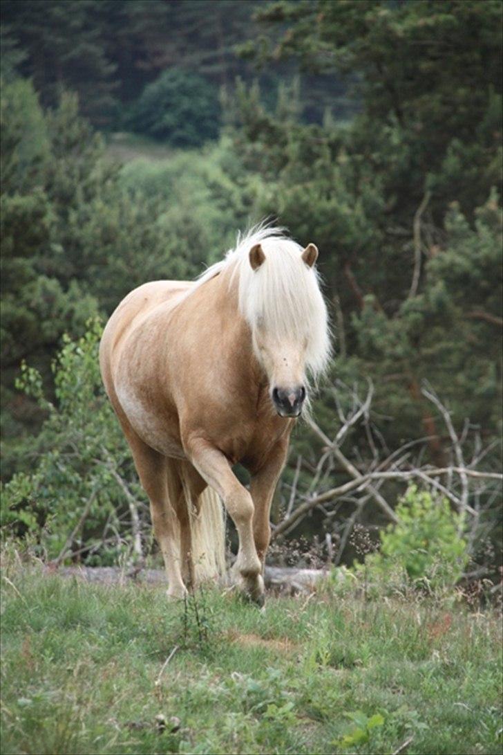Islænder Kylja fra Stubbebro billede 8