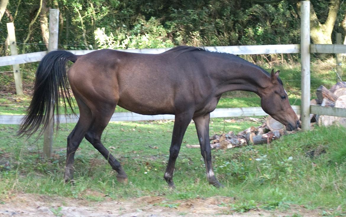 Arabisk fuldblod (OX) KA Wamarg OX  *SOLGT* billede 4