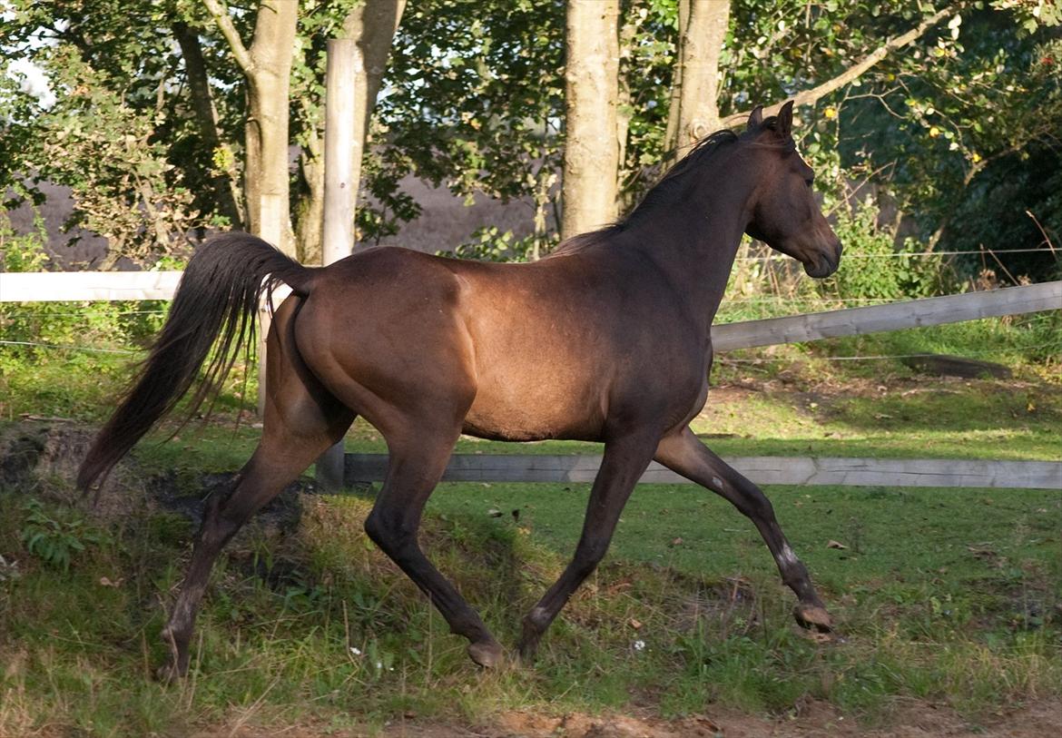 Arabisk fuldblod (OX) KA Wamarg OX  *SOLGT* billede 5