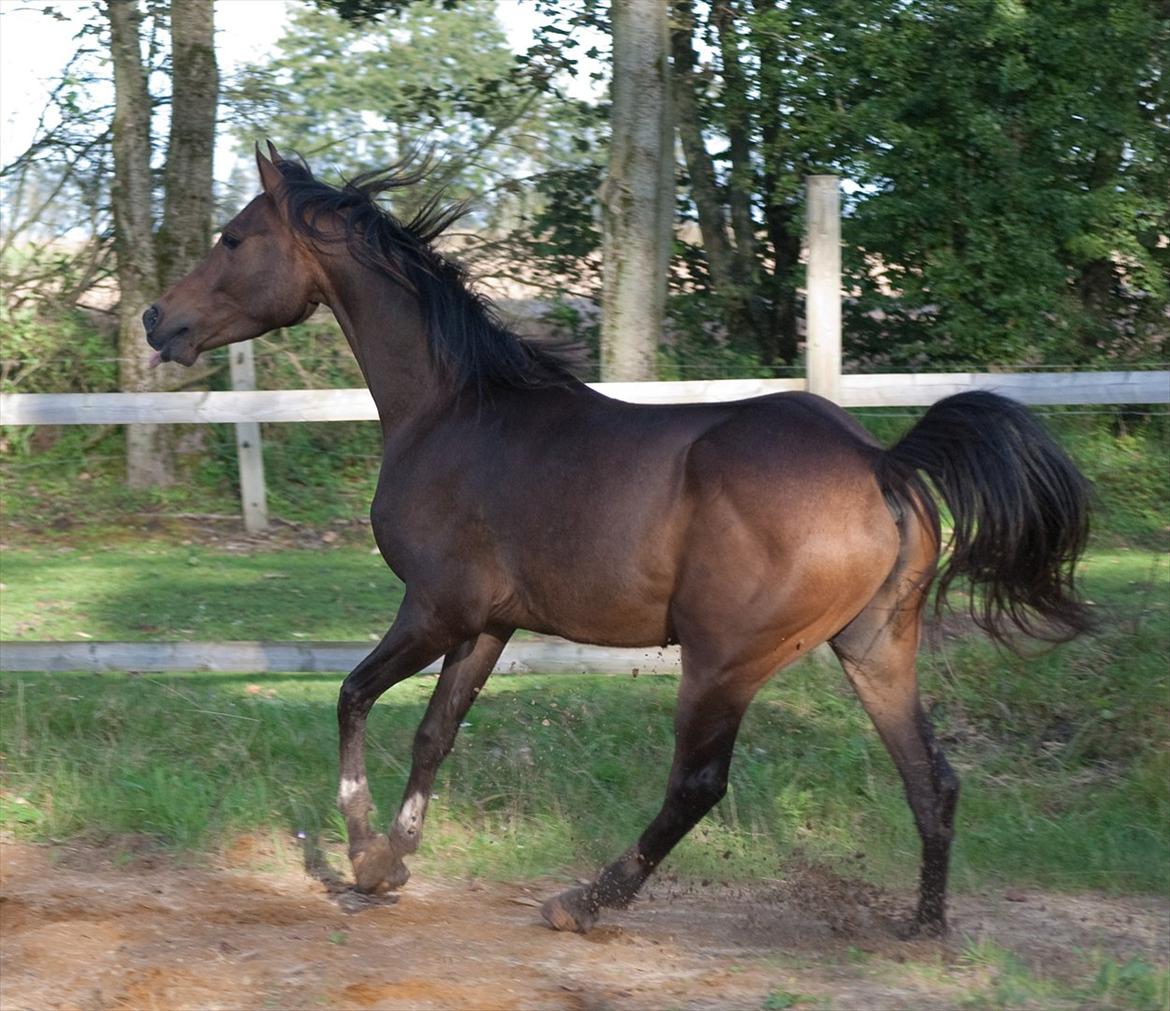 Arabisk fuldblod (OX) KA Wamarg OX  *SOLGT* billede 6