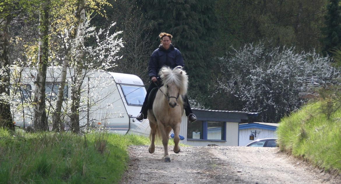 Islænder Kylja fra Stubbebro billede 2