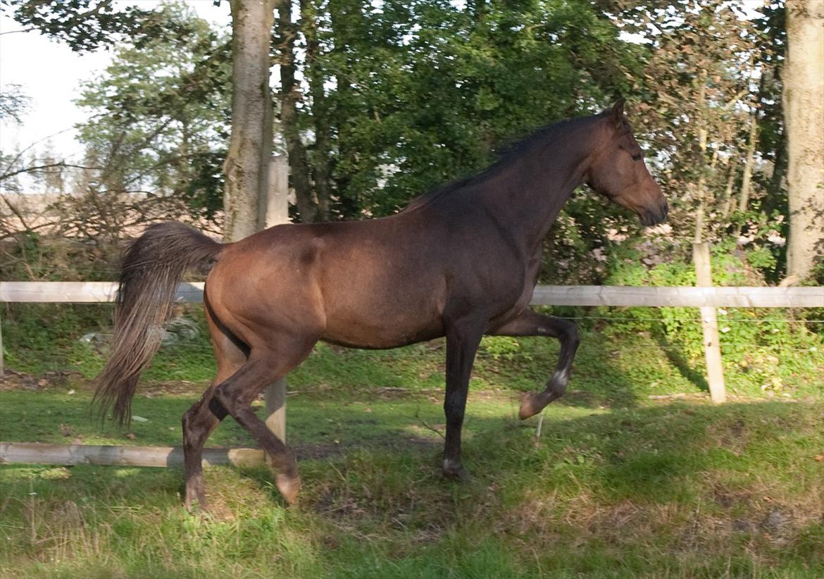 Arabisk fuldblod (OX) KA Wamarg OX  *SOLGT* billede 7