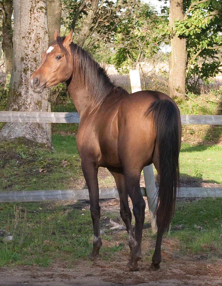 Arabisk fuldblod (OX) KA Wamarg OX  *SOLGT* billede 8