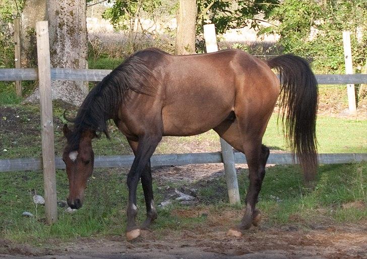 Arabisk fuldblod (OX) KA Wamarg OX  *SOLGT* billede 9