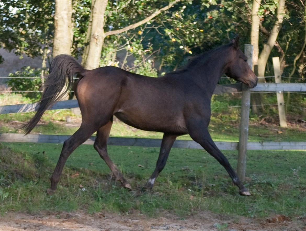 Arabisk fuldblod (OX) KA Wamarg OX  *SOLGT* billede 10