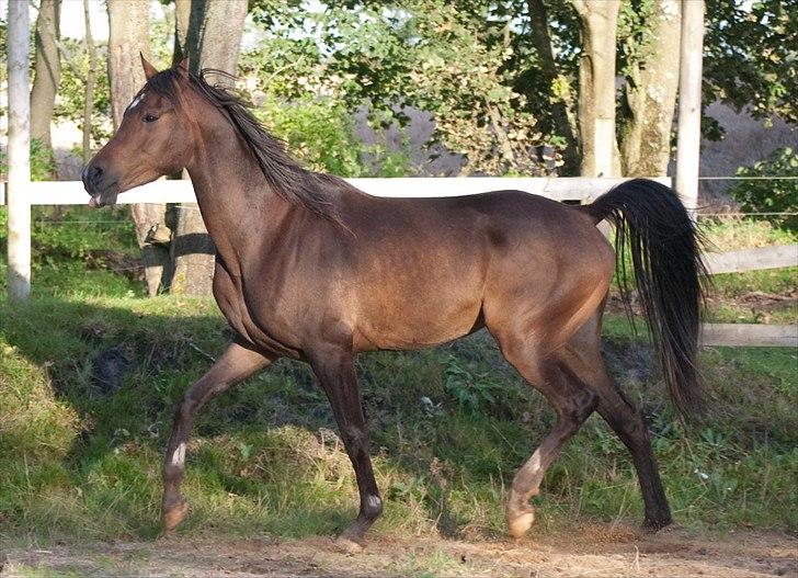 Arabisk fuldblod (OX) KA Wamarg OX  *SOLGT* billede 11