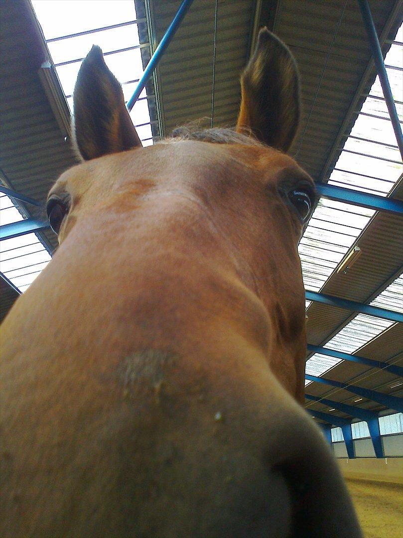 Dansk Varmblod Saint Petit  billede 1