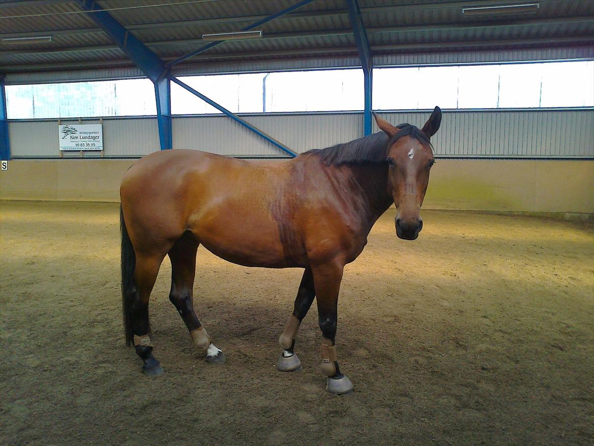 Dansk Varmblod Saint Petit  billede 2