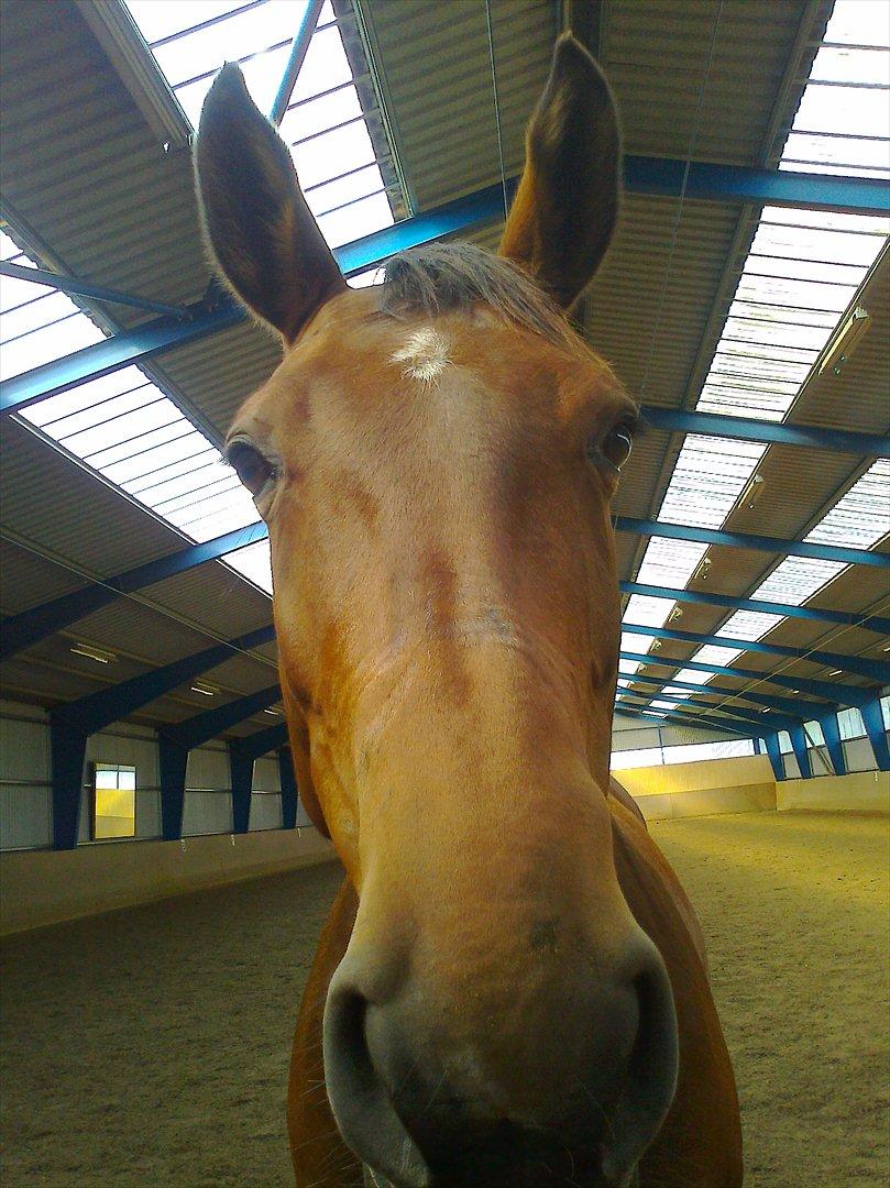 Dansk Varmblod Saint Petit  billede 3