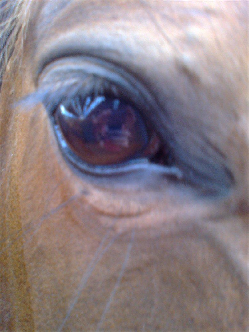 Dansk Varmblod Saint Petit  billede 4